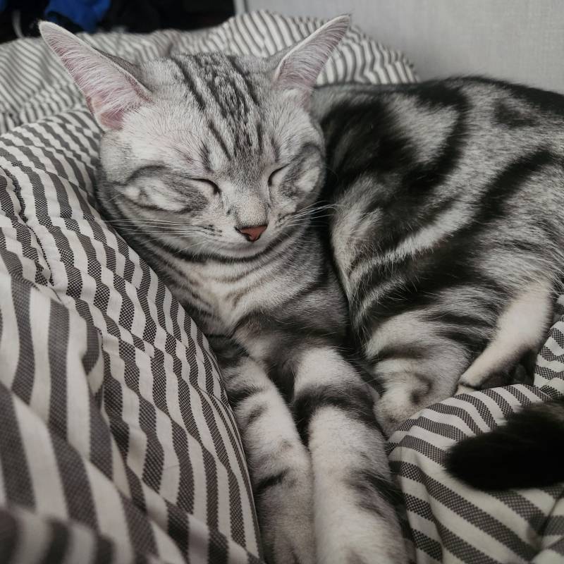 [잡담] 우리 집 고양이 개못생기게 잠 | 인스티즈