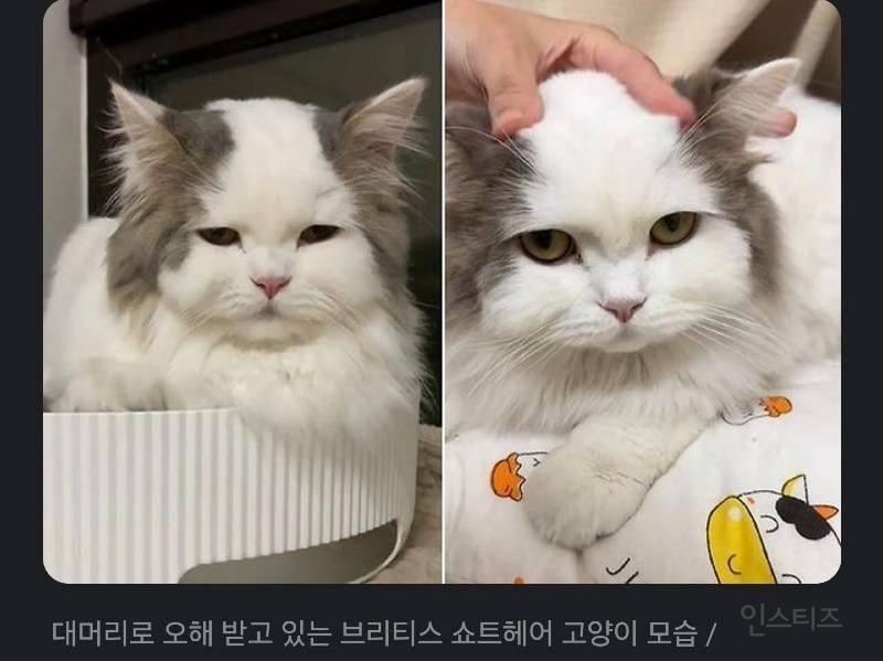  대머리로 오해받는다는 고양이2