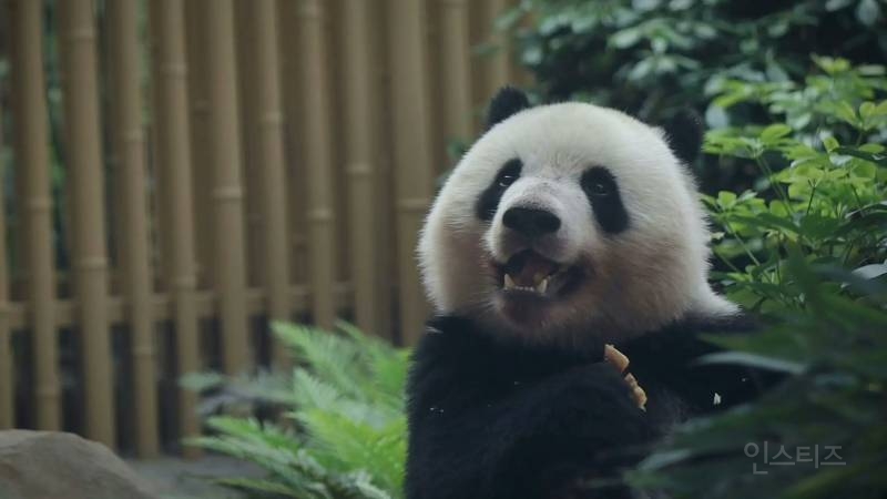 판다 중에서도 귀엽기로 유명한 판다 베이천 | 인스티즈