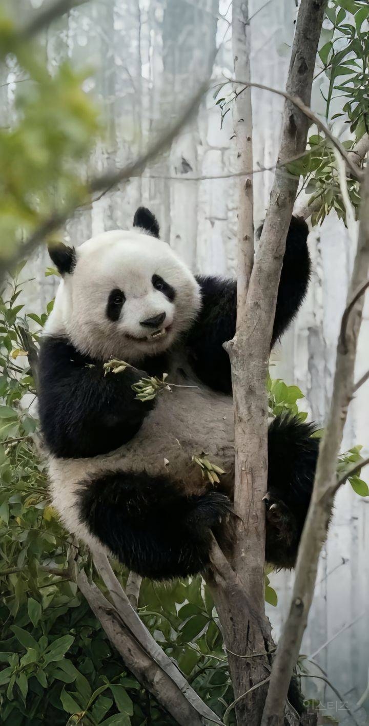 판다 중에서도 귀엽기로 유명한 판다 베이천 | 인스티즈