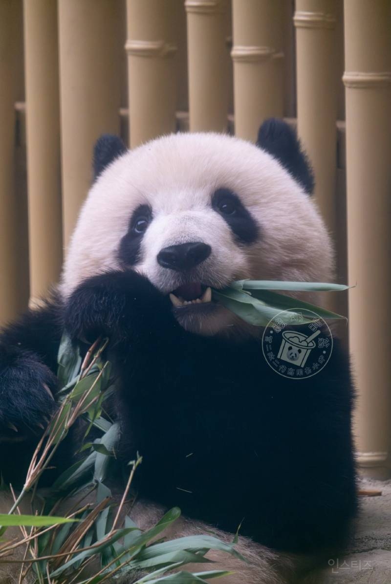 판다 중에서도 귀엽기로 유명한 판다 베이천 | 인스티즈