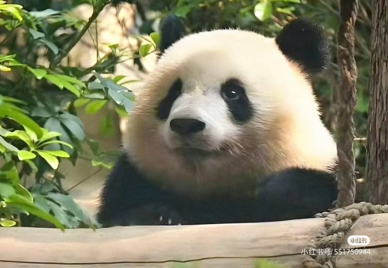 판다 중에서도 귀엽기로 유명한 판다 베이천 | 인스티즈