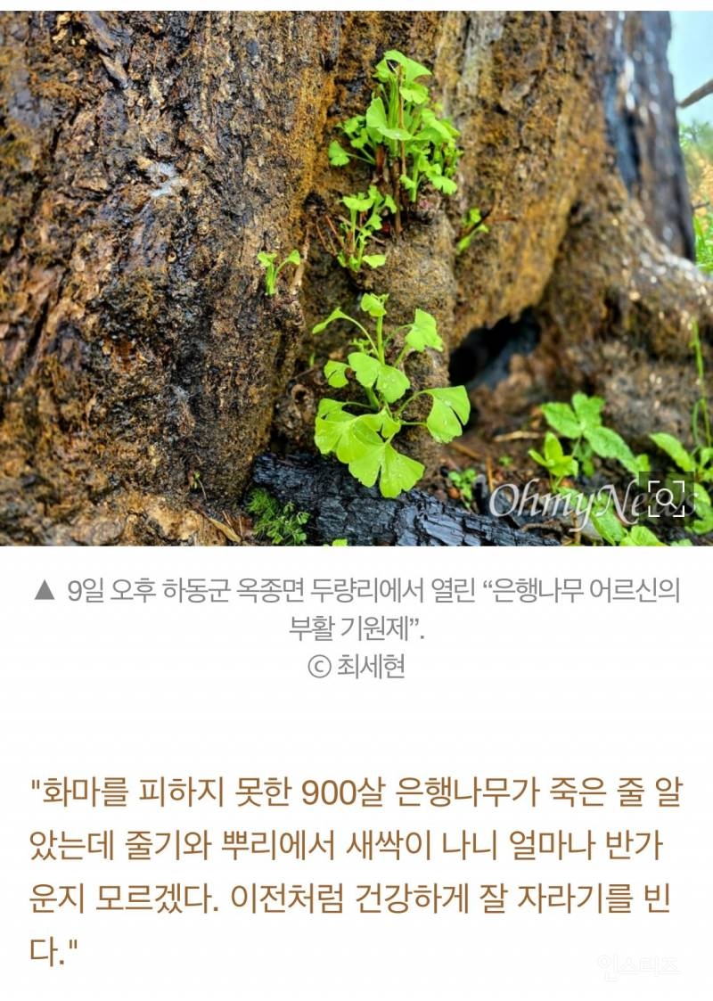 산불에 타버린 900년된 은행나무 근황.jpg | 인스티즈