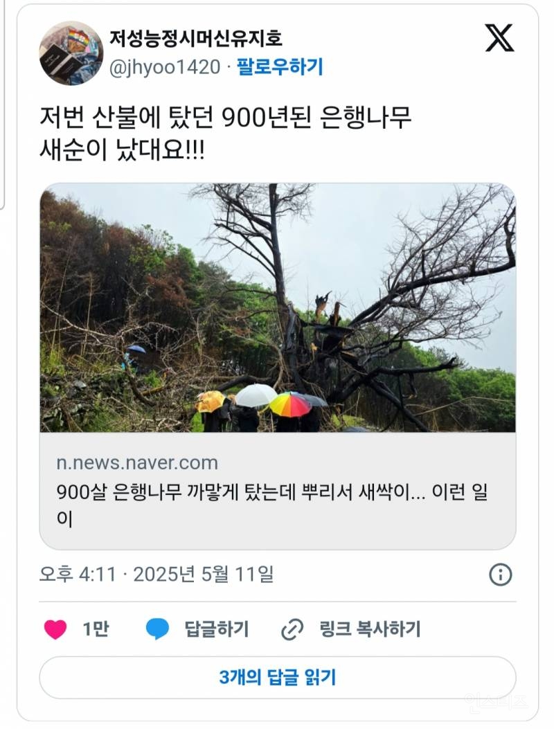  산불에 타버린 900년된 은행나무 근황.jpg4