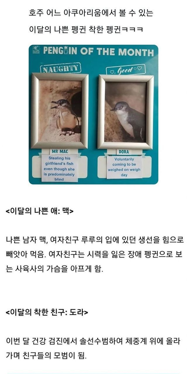  호주 아쿠아리움의 나쁜 펭귄과 착한 펭귄.jpg