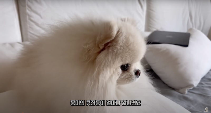  콧잔등 0.5cm 라고 올라온 강아지.jpg5