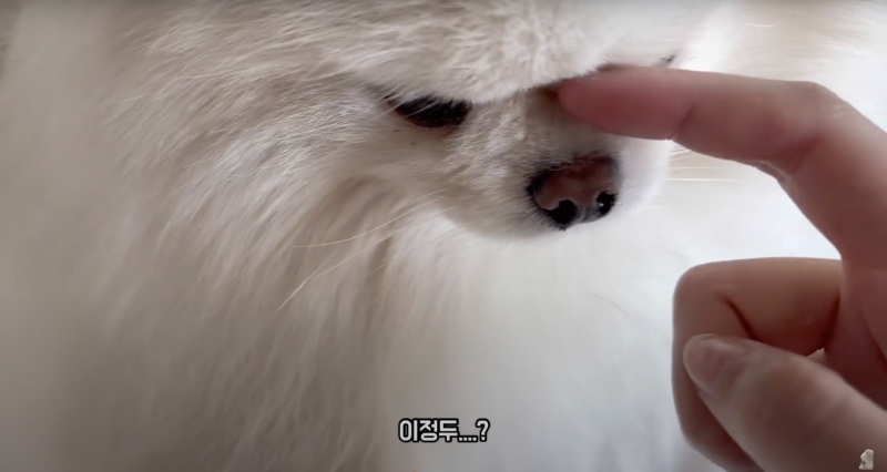 콧잔등 0.5cm 라고 올라온 강아지.jpg | 인스티즈