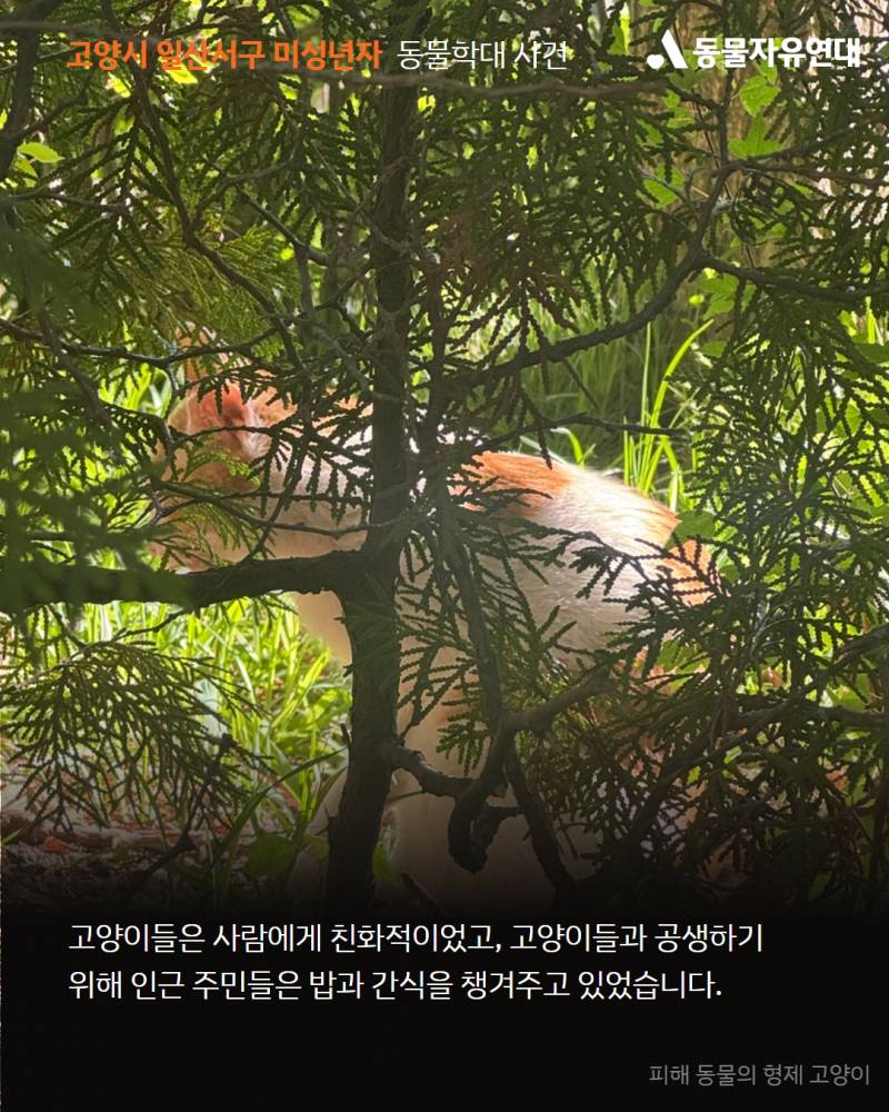 미성년자가 사람 잘따르는 고양이를 구타한후 입안에 나무가지를 관통시켜 죽였습니다 | 인스티즈