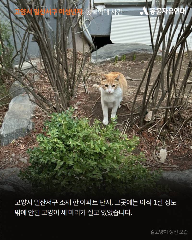  미성년자가 사람 잘따르는 고양이를 구타한후 입안에 나무가지를 관통시켜 죽였습니다