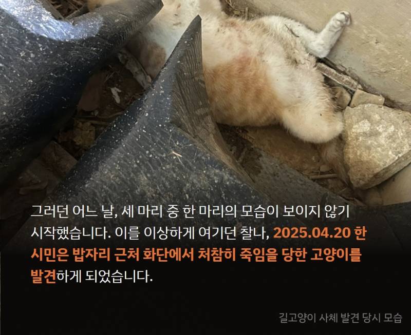 미성년자가 사람 잘따르는 고양이를 구타한후 입안에 나무가지를 관통시켜 죽였습니다 | 인스티즈