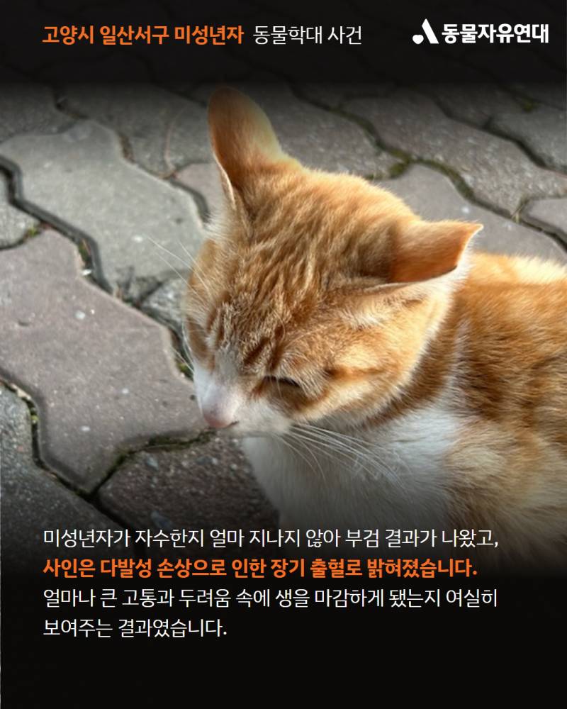 미성년자가 사람 잘따르는 고양이를 구타한후 입안에 나무가지를 관통시켜 죽였습니다 | 인스티즈
