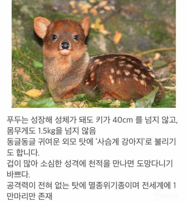 공격력이 0이라 멸종 위기라는 동물.jpg2