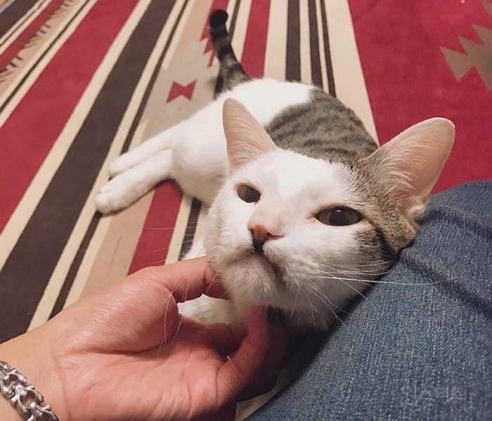  고양이 얼굴에 필터 적용했더니