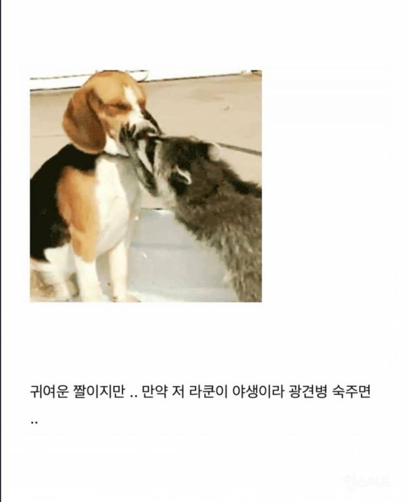 치사율 99% 이상이라는 발병후 죽는다고 생각하면 된다는 무서운 바이러스 .jpg | 인스티즈