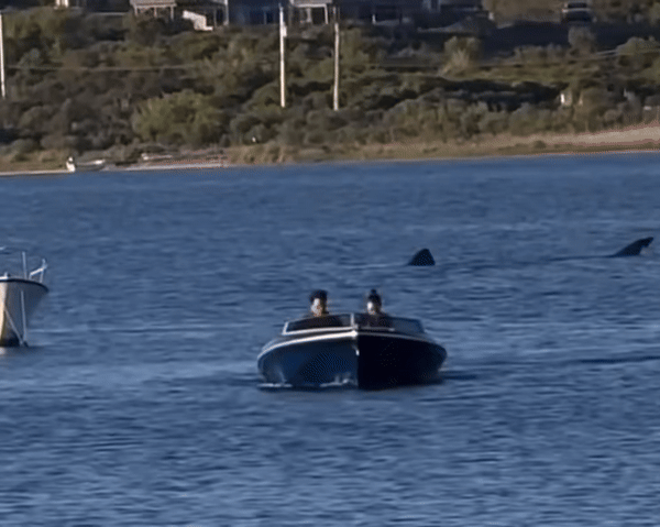 6m 상어출몰 ㅎㄷㄷ | 인스티즈