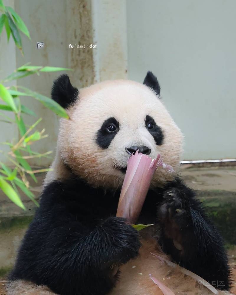 행복 100%가 어떤 얼굴일지 궁금하면 후이바오를 보면됨 | 인스티즈