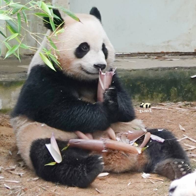 행복 100%가 어떤 얼굴일지 궁금하면 후이바오를 보면됨 | 인스티즈