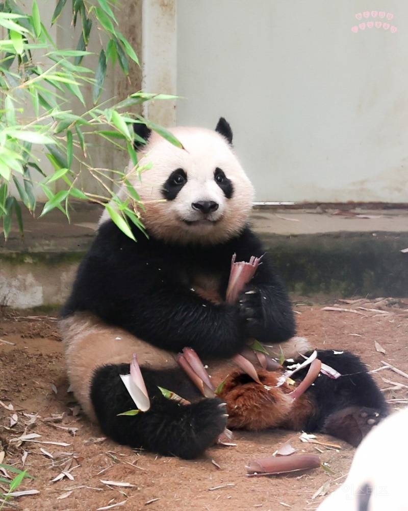 행복 100%가 어떤 얼굴일지 궁금하면 후이바오를 보면됨 | 인스티즈