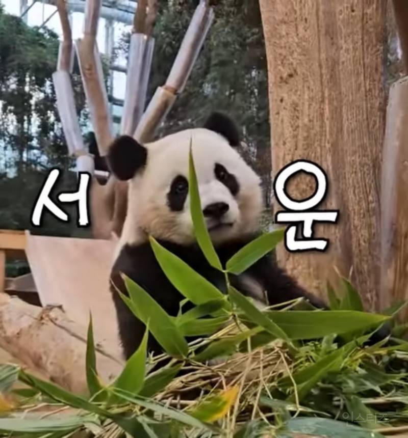 서운함 100%가 어떤 얼굴일지 궁금하면 후이바오를 보면됨 | 인스티즈