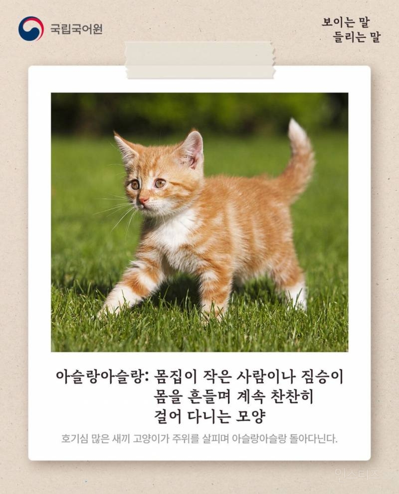 호기심 많은 새끼 고양이가 주위를 살피며 아슬랑 아슬랑 돌아다닌다 | 인스티즈