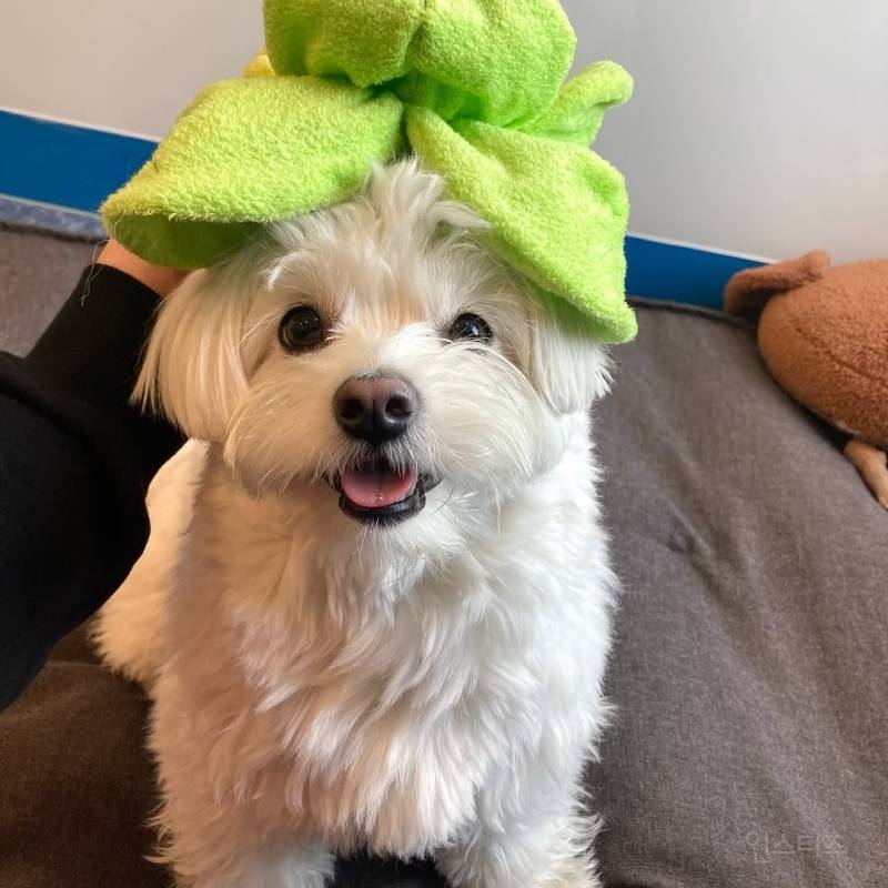 강아지를 1년만에 만났을때(강아지 사진 有) | 인스티즈