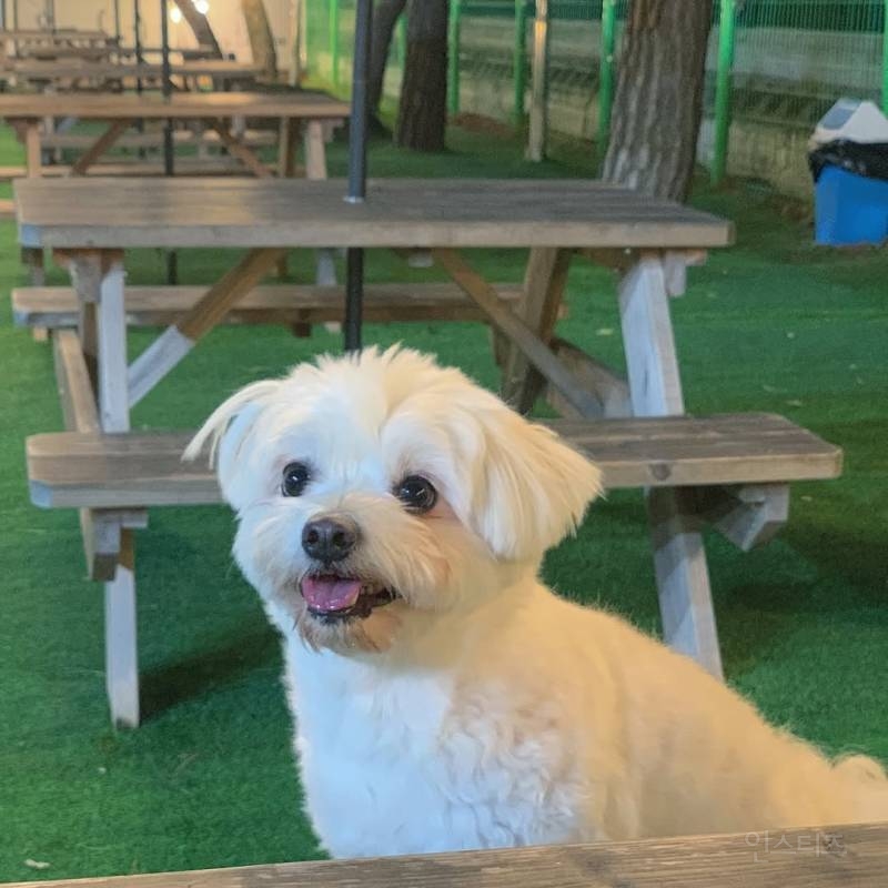 강아지를 1년만에 만났을때(강아지 사진 有) | 인스티즈