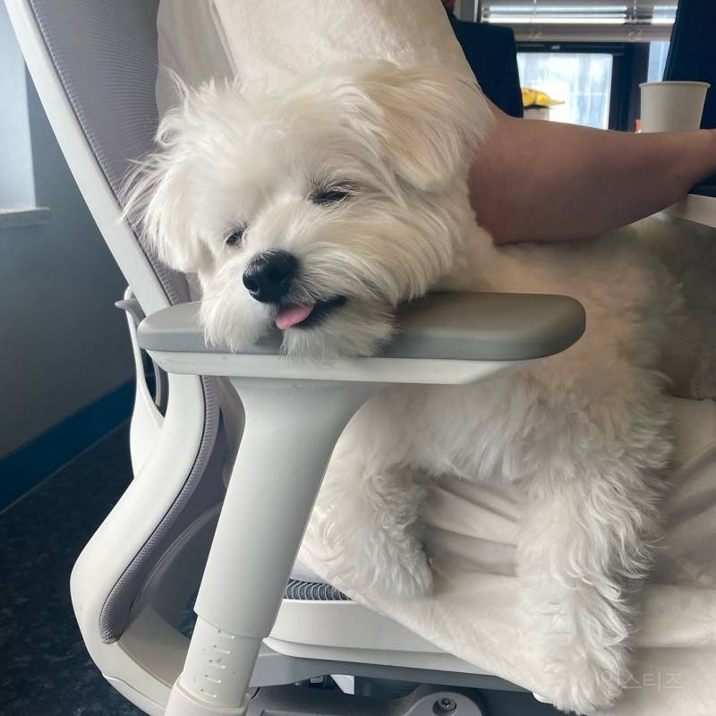 강아지를 1년만에 만났을때(강아지 사진 有) | 인스티즈