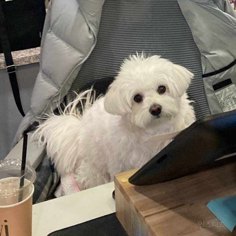 강아지를 1년만에 만났을때(강아지 사진 有) | 인스티즈