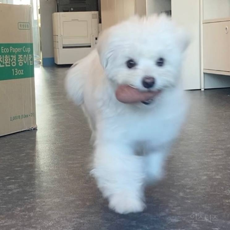 강아지를 1년만에 만났을때(강아지 사진 有) | 인스티즈