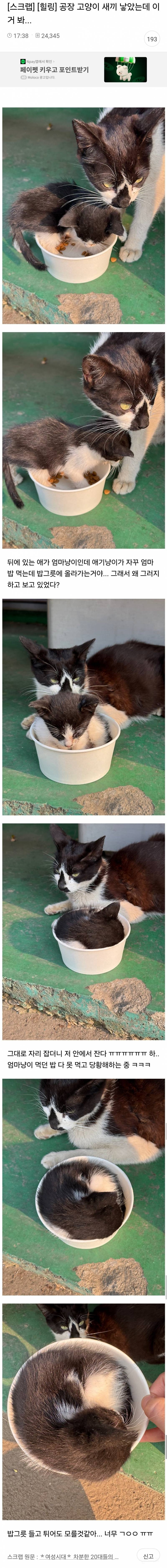 공장 고양이 애기 낳았는데 이거 봐... (ㄹㅇ 귀여워서 심장아픔) | 인스티즈