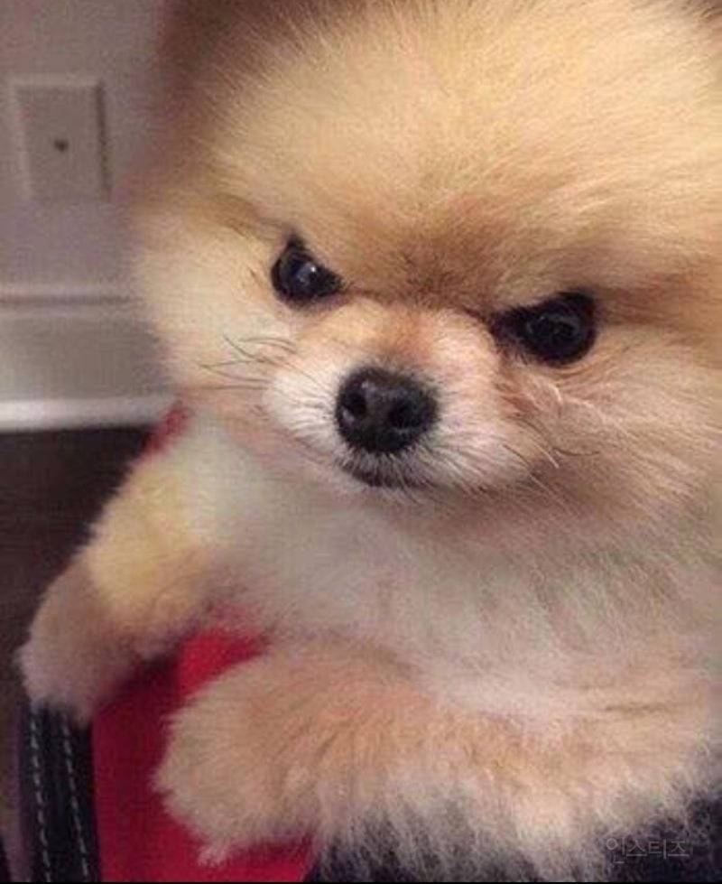 잔인 주의) 어느 만화에서 볼 수 있는 확인사살의 필요성 | 인스티즈