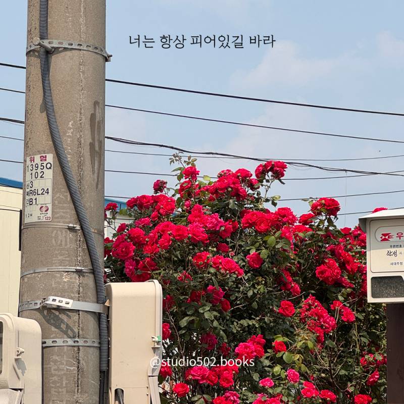 [피어있길바라] 네가 이 계절을 느낄 수 있었으면 해 | 인스티즈