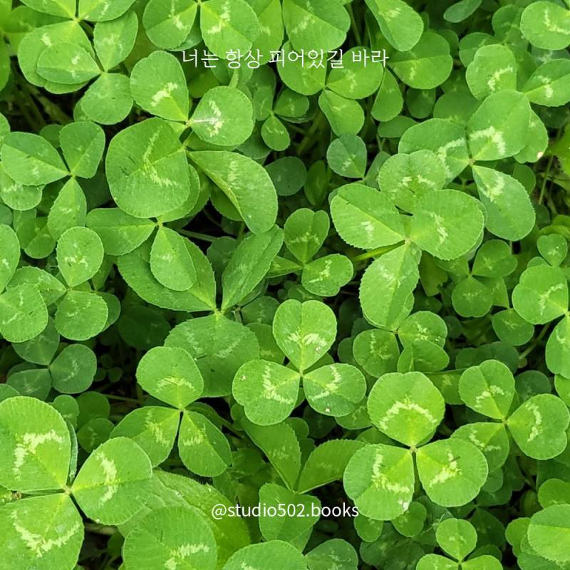 [피어있길바라] 세잎클로버 속으로 풍덩 빠져버리자 | 인스티즈
