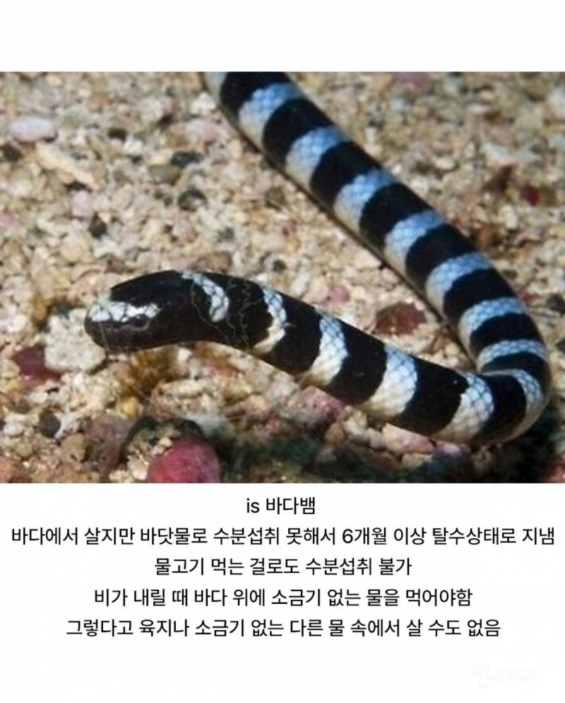  진화를 잘못해버린 생물