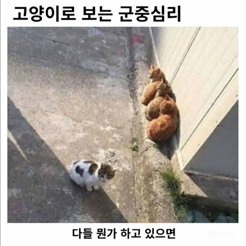  고양이로 보는 군중심리7