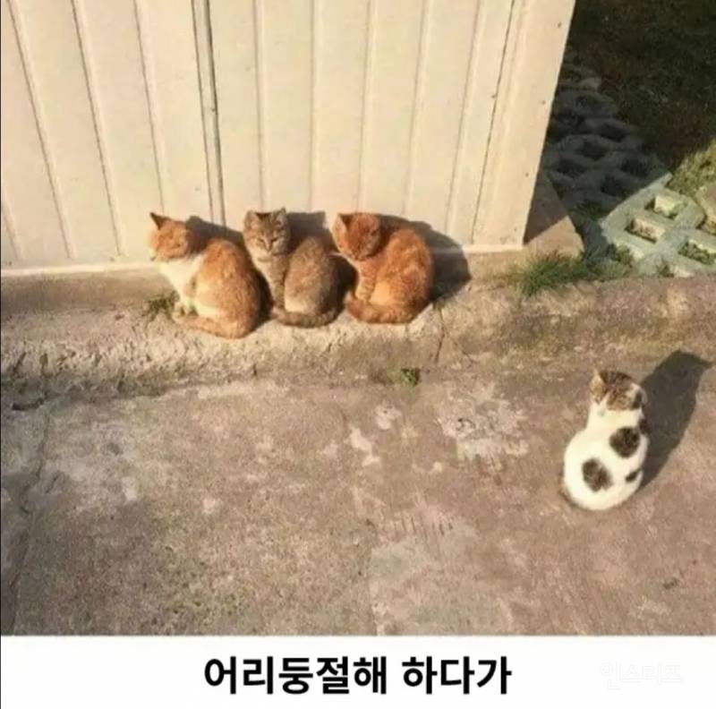 고양이로 보는 군중심리 | 인스티즈