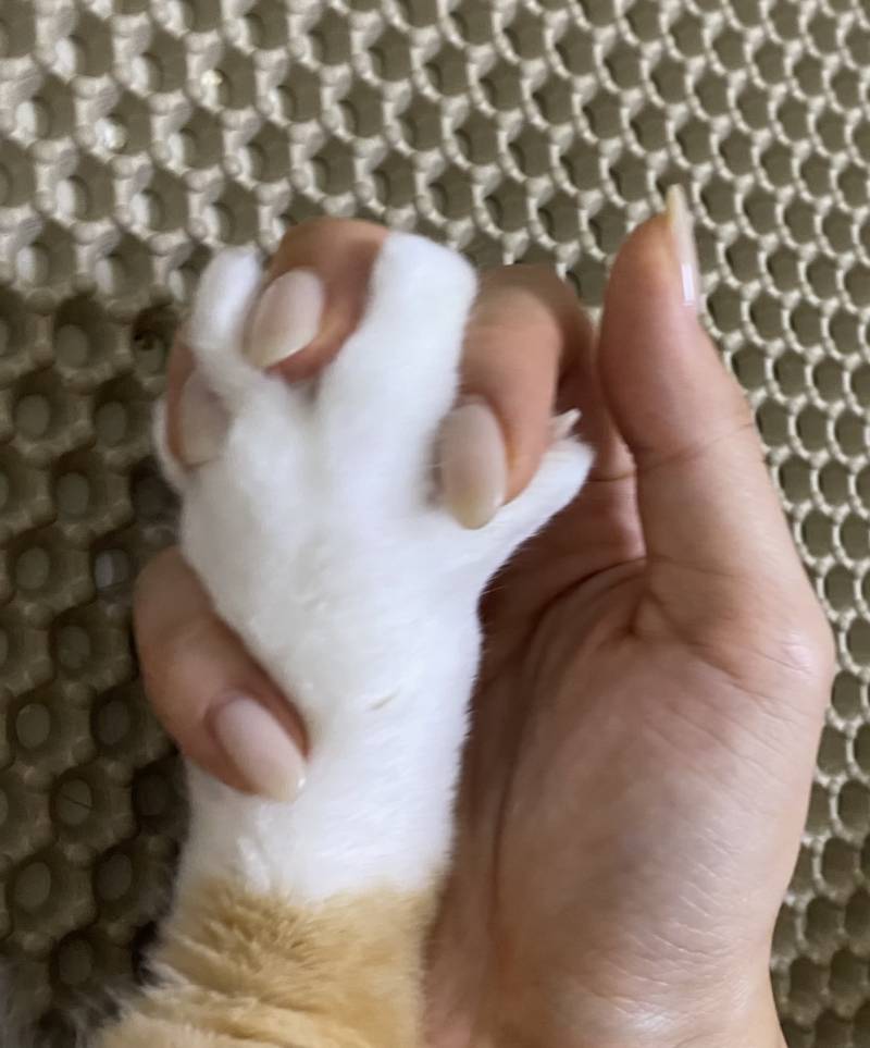 [잡담] 고양이랑 깍지꼈어 | 인스티즈