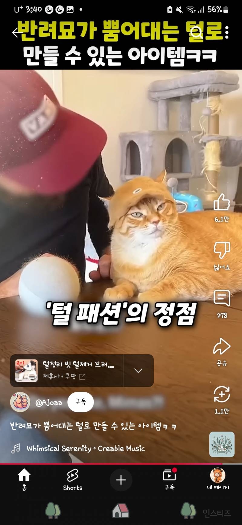  반려묘의 털로 만든 모자래!!