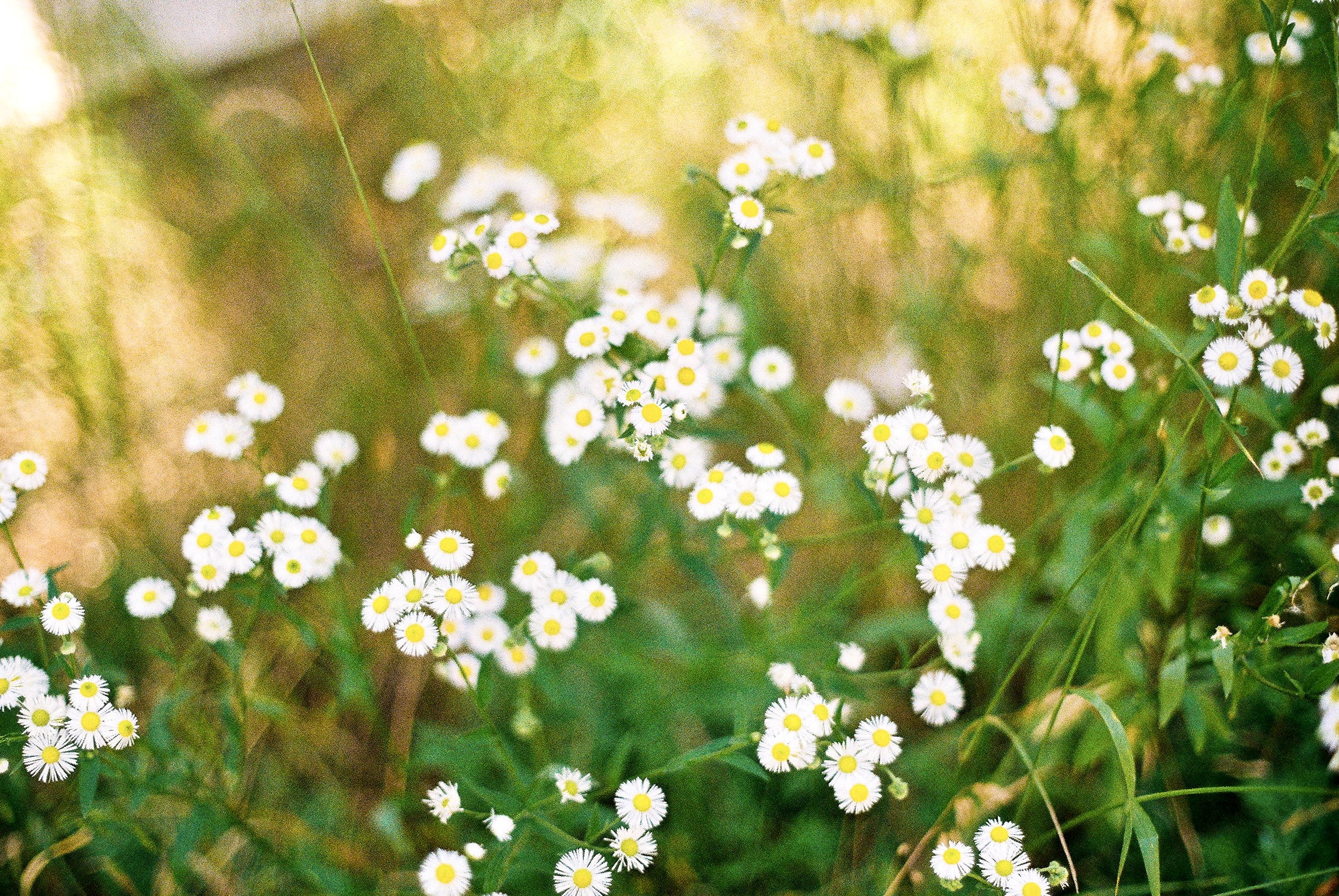[잡담] 내 첫 필름카메라 첫롤 스캔했다!!📷🫧✨ | 인스티즈