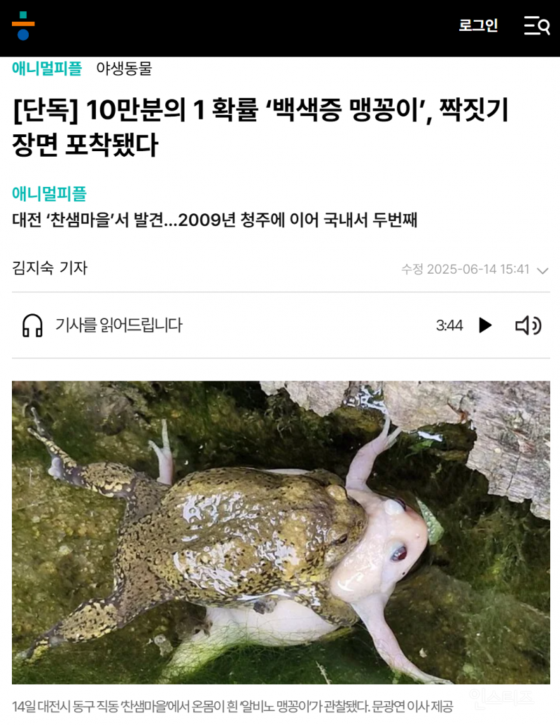  희귀 알비노 맹꽁이의 데이트 현장이 포착됐네요1