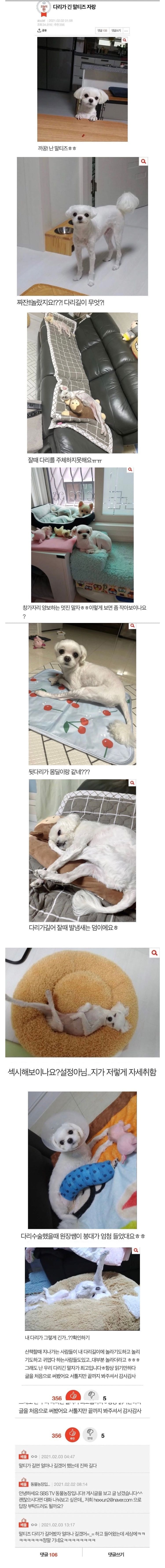  말티즈 다리가 길어봤자 얼마나 길겠어.jpg5