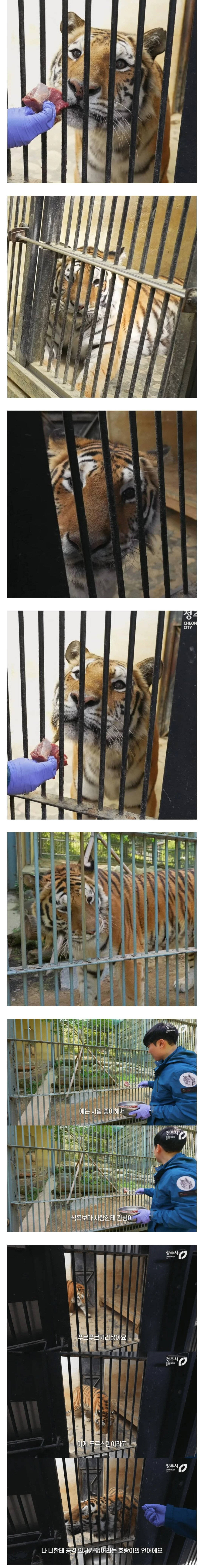  사람 좋아하는 청주동물원 호랑이9