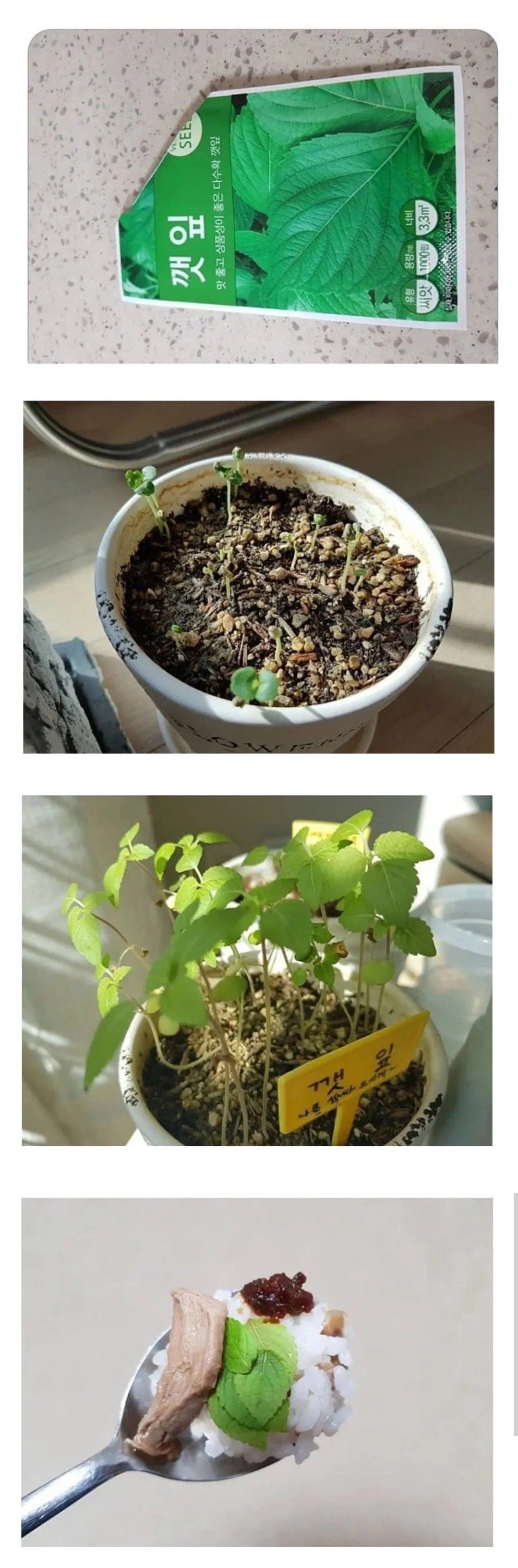  성질급한 사람의 깻잎키우기.jpg