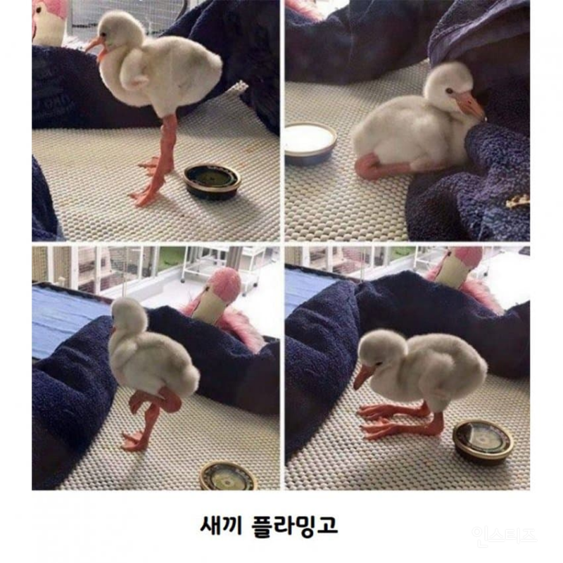 흥미로운 사진들 모음 | 인스티즈