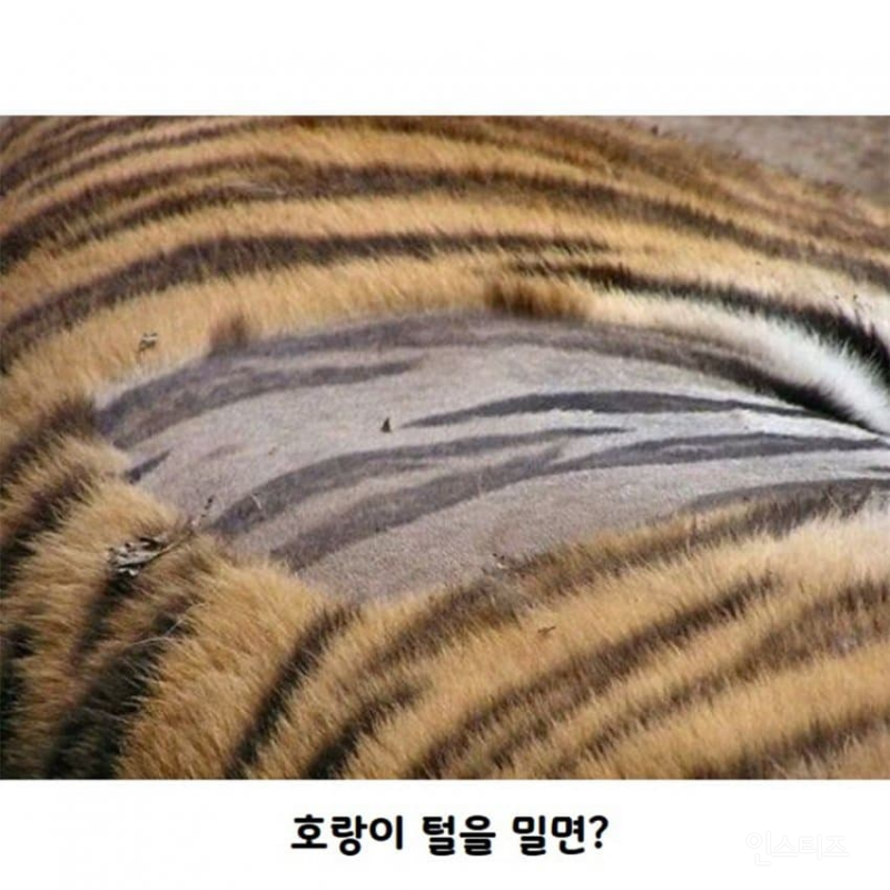 흥미로운 사진들 모음 | 인스티즈