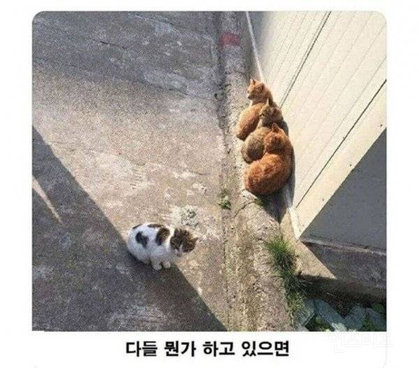  고양이의 군중심리.jpg