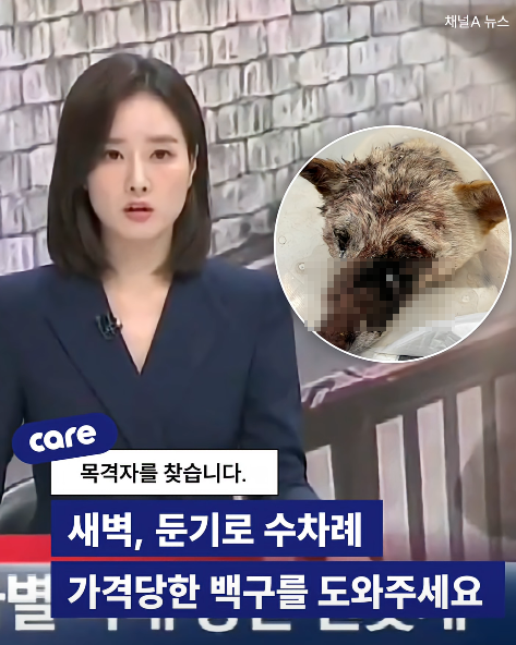🚨네 발목이 잘린 채 발견된 백구 (충격주의)🚨 | 인스티즈