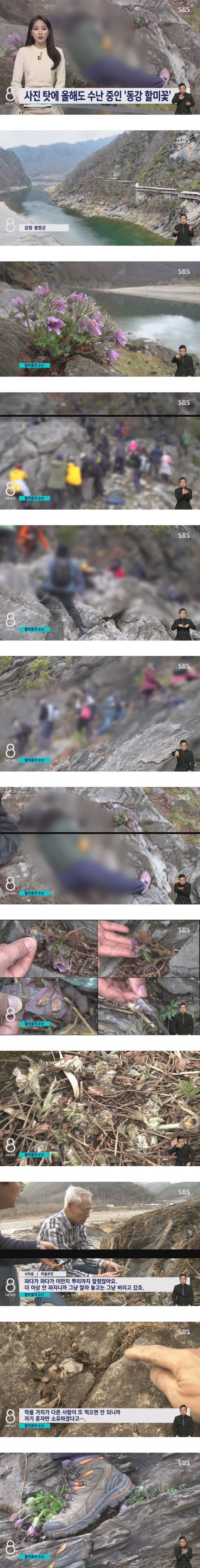  사진작가들이 꽃사진을 찍고 나서 꽃을 밟는 이유11