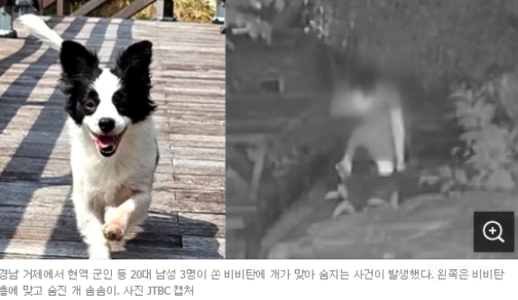 분노주의)해병대원들이 비비탄 총으로 강아지들을 사격해 사망하게 한 사건 | 인스티즈