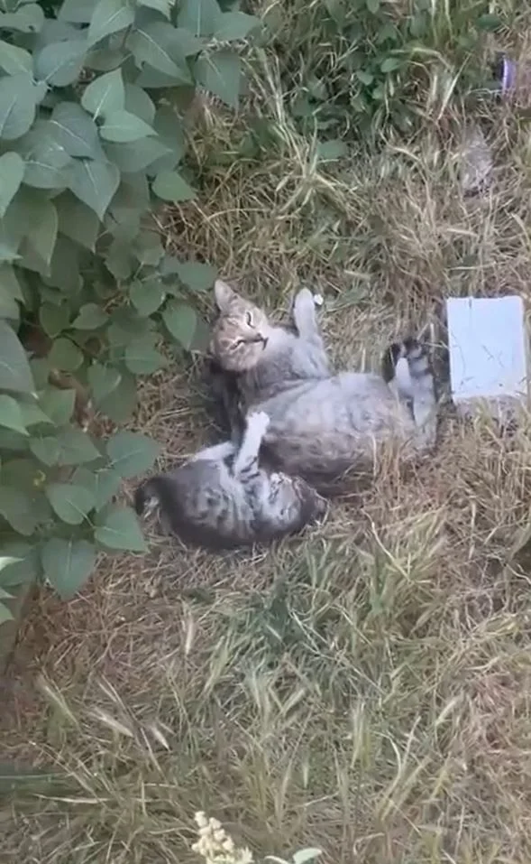 "제 아기 치료해 주세요"…아픈 새끼 물고 동물병원 찾은 어미 고양이 | 인스티즈